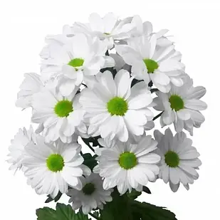 Саджанці Хризантеми гілкової Кеннеді Вайт (Chrysanthеmum Kennedy White) Р9