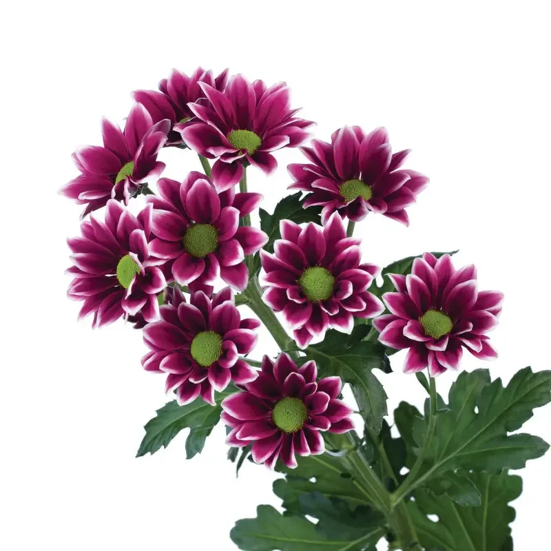 Саджанці Хризантеми гілкової Оріноко (Chrysanthеmum Orinoco) Р9, фото 1