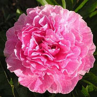 Півонія The Fawn