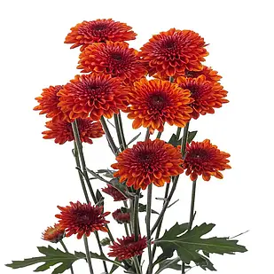Саджанці Хризантеми гілкової Лексі (Chrysanthеmum Lexy) Р9