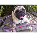 Повідець 500 cм 15 мм Waudog Re-cotton фіолетовий з відновленої бавовни для собак, фото 5