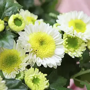 Саджанці Хризантеми гілкової Пума (Chrysanthеmum Puma) Р9