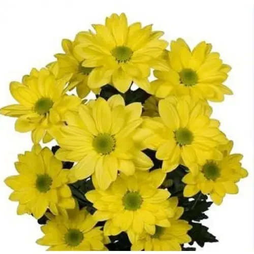 Саджанці Хризантеми гілкової Арліна (Chrysanthеmum Arlina) Р9, фото 1