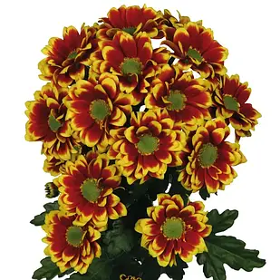 Саджанці Хризантеми гілкової Раїса (Chrysanthеmum Raisa) Р9