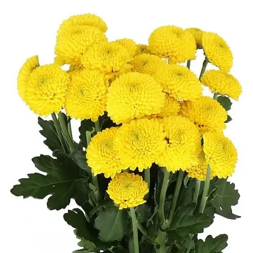 Саджанці Хризантеми гілкової Лімончелло (Chrysanthеmum Limoncello) Р9, фото 1