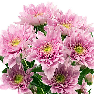 Саджанці Хризантеми гілкової Белісія (Chrysanthеmum Belicia) Р9