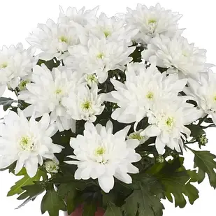 Саджанці Хризантеми горщикової Кристал Вайт (Chrysanthеmum Crystal White) Р9