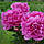 Півонія "Varenka" (Варенька), фото 4