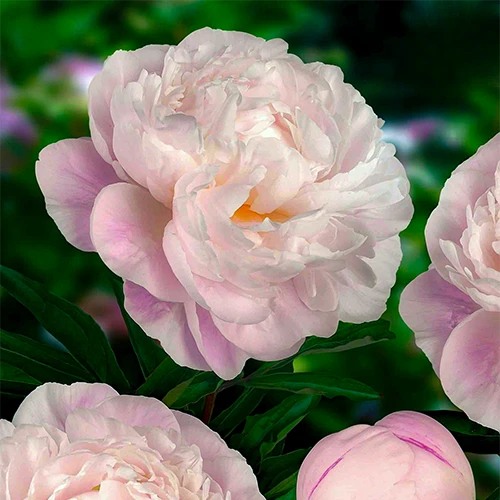 Півонія трав'яниста "Гарденія" (Gardenia)