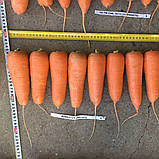 Абразо F1 (200 000 нас.) фр. 1,8-2,0 насіння моркви Semenis, фото 2