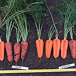 Абразо F1 (200 000 нас.) фр. 1,8-2,0 насіння моркви Semenis, фото 3