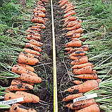 Абразо F1 (200 000 нас.) фр. 1,8-2,0 насіння моркви Semenis, фото 4