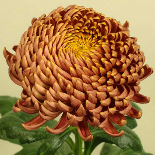 Саджанці Хризантеми горщикової Сір Де Луїсет (Chrysanthеmum Sir de Louisette) Р9, фото 1
