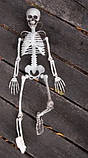 Велика модель Скелета на хелловін 90см, фото 6