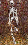 Велика модель Скелета на хелловін 90см, фото 7