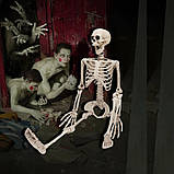 Велика модель Скелета на хелловін 90см, фото 2
