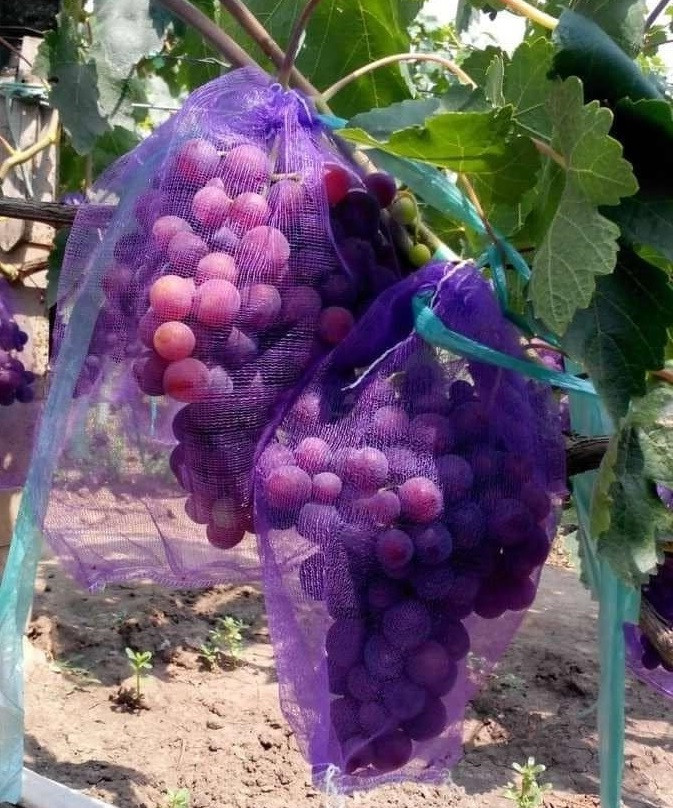 Сітка мішечок 22х33 см 2 кг. для захисту винограду від ос фіолетова, фото 1