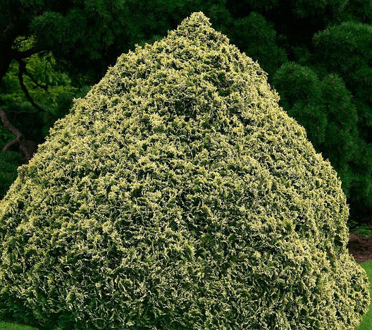 Кипарисовик Лавсона Pygmaea Argentea 3 річний, Кипарисовик Лавсона Пигмея Аргентеа, Chamaecyparis lawsoniana, фото 1