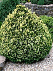 Кипарисовик Лавсона Pygmaea Argentea 3 річний, Кипарисовик Лавсона Пигмея Аргентеа, Chamaecyparis lawsoniana, фото 4