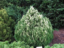 Кипарисовик Лавсона Pygmaea Argentea 3 річний, Кипарисовик Лавсона Пигмея Аргентеа, Chamaecyparis lawsoniana, фото 6