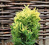 Кипарисовик Лавсона Pygmaea Argentea 3 річний, Кипарисовик Лавсона Пигмея Аргентеа, Chamaecyparis lawsoniana, фото 7