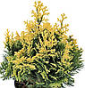 Кипарисовик Лавсона Pygmaea Argentea 3 річний, Кипарисовик Лавсона Пигмея Аргентеа, Chamaecyparis lawsoniana, фото 10