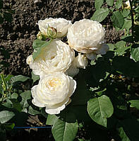 Троянда Принцеса Міюкі. Японська троянда. (ввв)