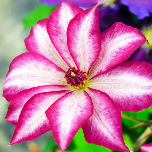 Саджанці Клематиса Пікоті (Clematis Picotee) Р9, фото 1