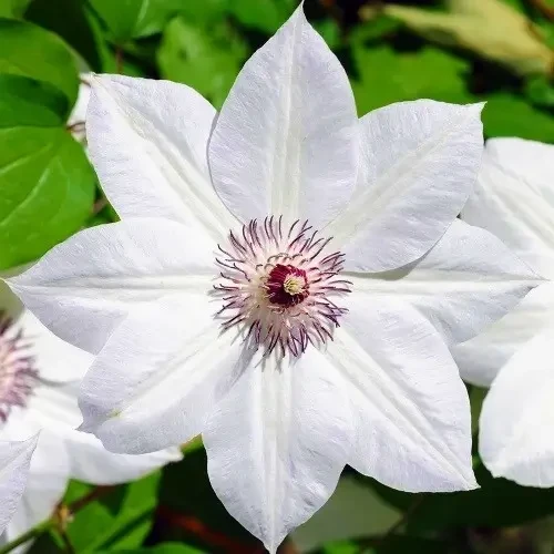 Саджанці Клематиса Сноу Квін (Clematis Snow Queen) Р9