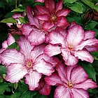 Саджанці Клематиса Ліберті (Clematis Liberty) Р9, фото 2