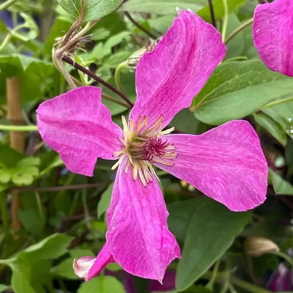Саджанці Клематиса Вандерфул (Clematis Wonderful) Р9