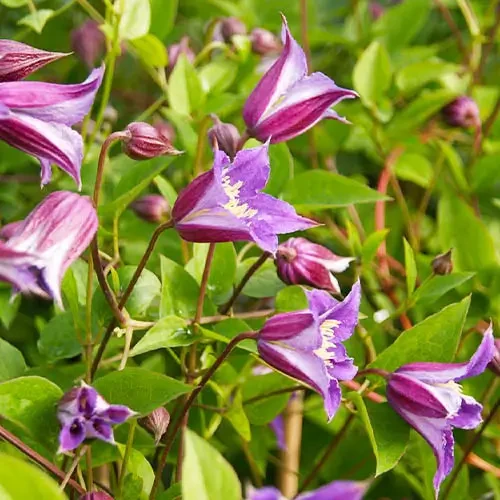 Саджанці Клематиса Принц Вільям (Clematis Prince William) Р9, фото 1