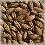 Солод Château Special B - Шато Спешл Б - Castl Malting Бельгія - карамелізований солод подвійного обсмаження, фото 2