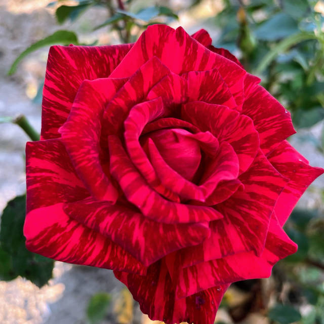 Архангельскілік жезөкше