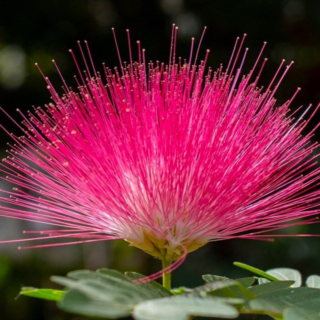 Саджанці Альбиции ленкоранськой або ленкоранська акація (Albizia julibrissin)
