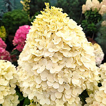 Гортензія волотиста Селект / С20 / Hydrangea paniculata Select, фото 2