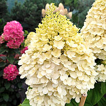 Гортензія волотиста Селект / С20 / Hydrangea paniculata Select, фото 4