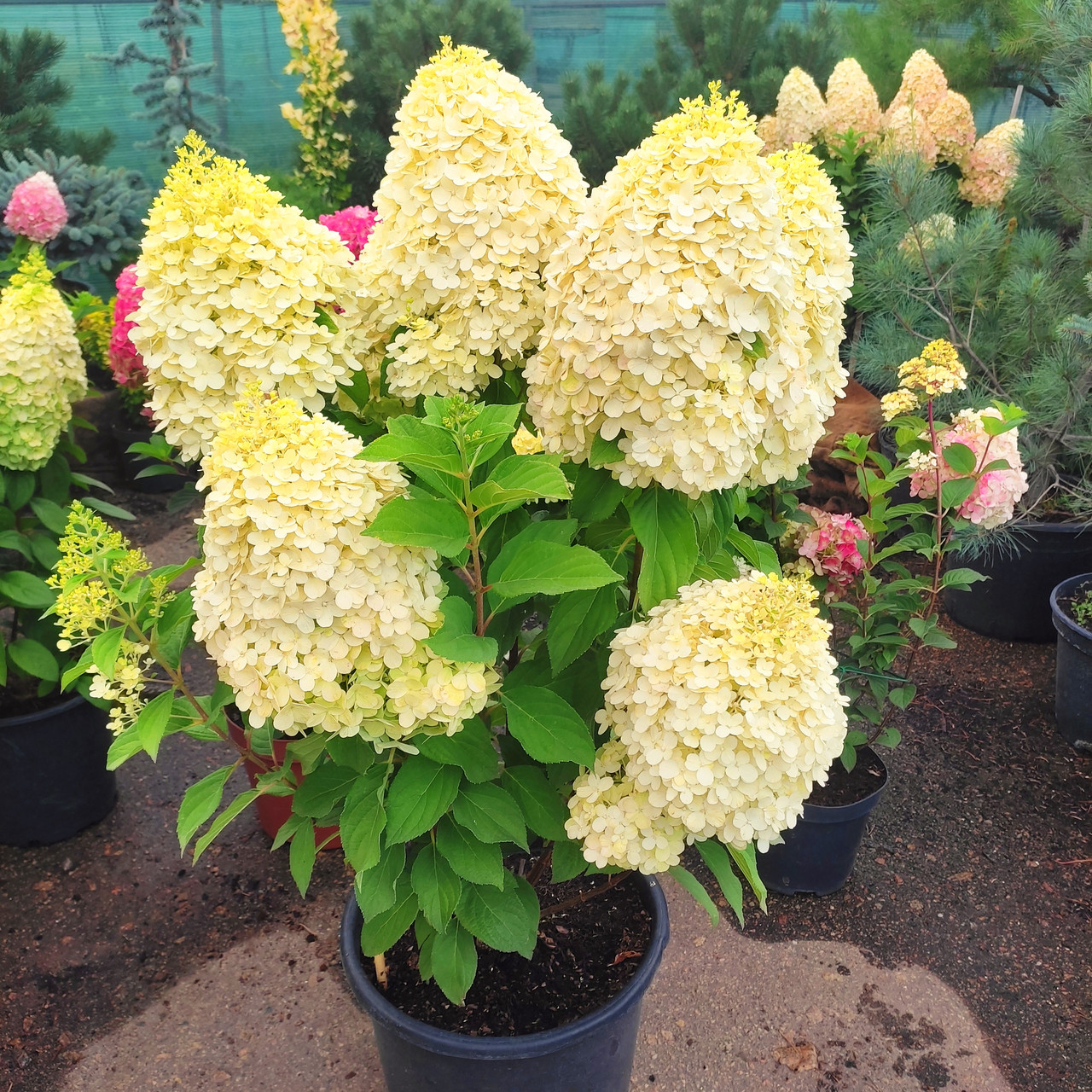 Гортензія волотиста Селект / С20 / Hydrangea paniculata Select