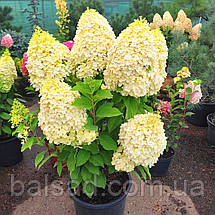 Гортензія волотиста Селект / С12 / Hydrangea paniculata Select, фото 4