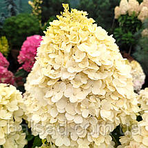 Гортензія волотиста Селект / С12 / Hydrangea paniculata Select, фото 3