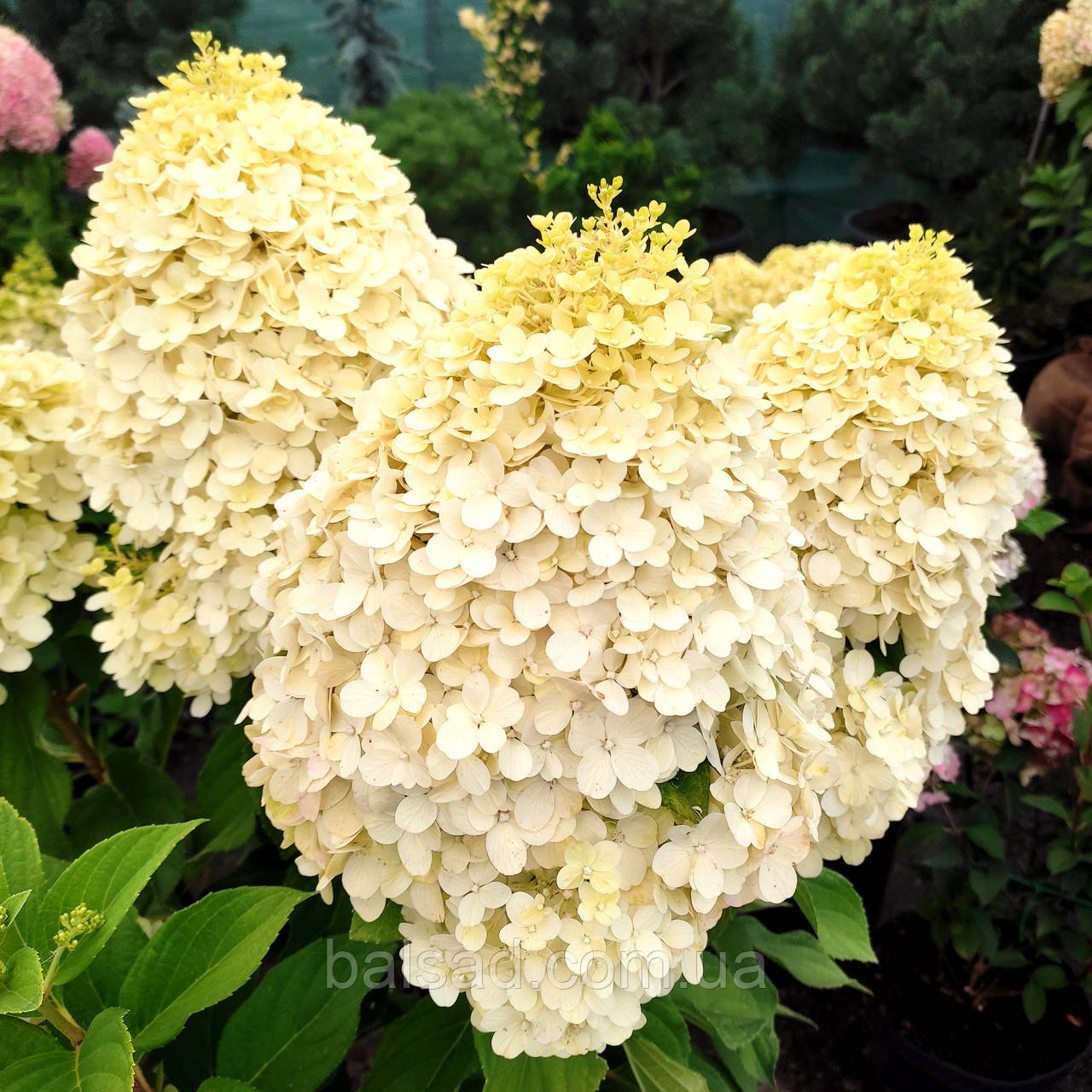Гортензія волотиста Селект / С12 / Hydrangea paniculata Select