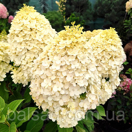 Гортензія волотиста Селект / С12 / Hydrangea paniculata Select, фото 1