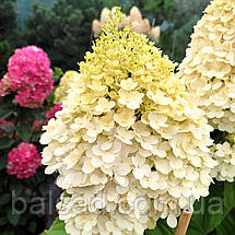 Гортензія волотиста Селект / С12 / Hydrangea paniculata Select, фото 5