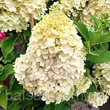 Гортензія волотиста Селект / С12 / Hydrangea paniculata Select, фото 6