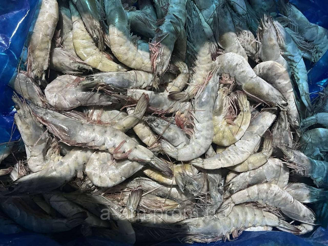 Креветки Еквадор з головою, 20/30, глазур 3%, фото 1
