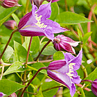 Саджанці Клематиса Принц Вільям (Clematis Prince William) Р9, фото 2