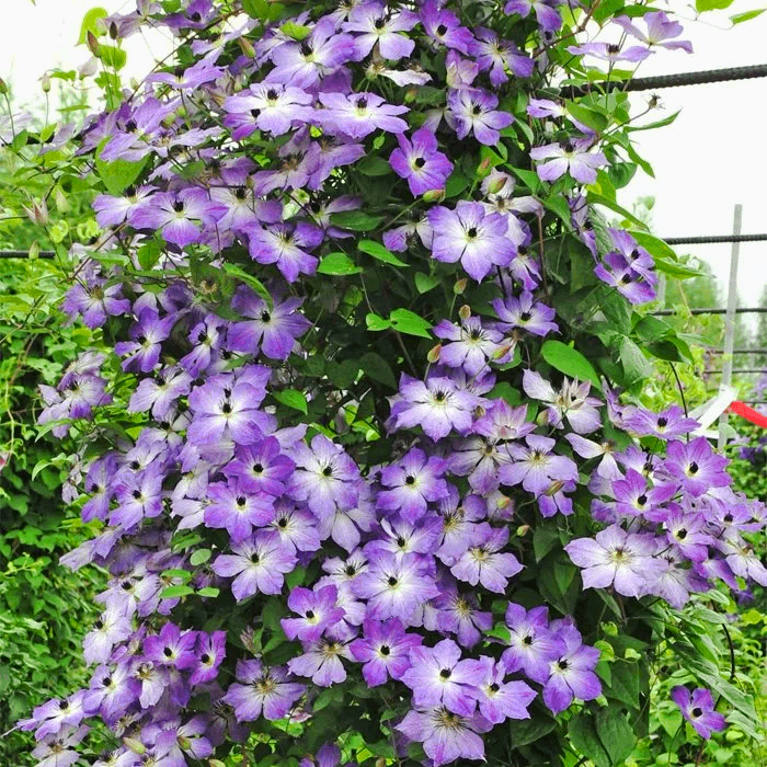 Саджанці Клематиса Супер Нова (Clematis Super Nova) Р9