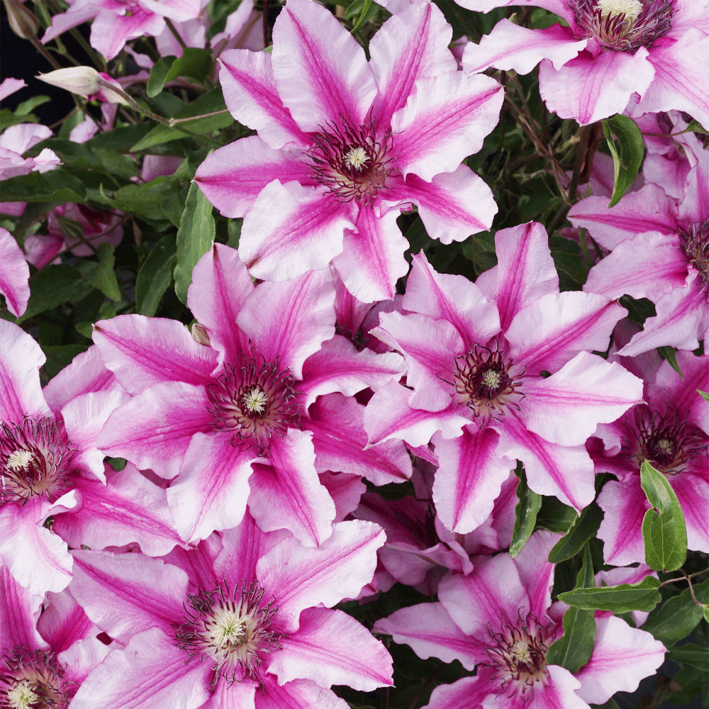 Саджанці Клематиса Ізабелла (Clematis Isabella) Р9, фото 1