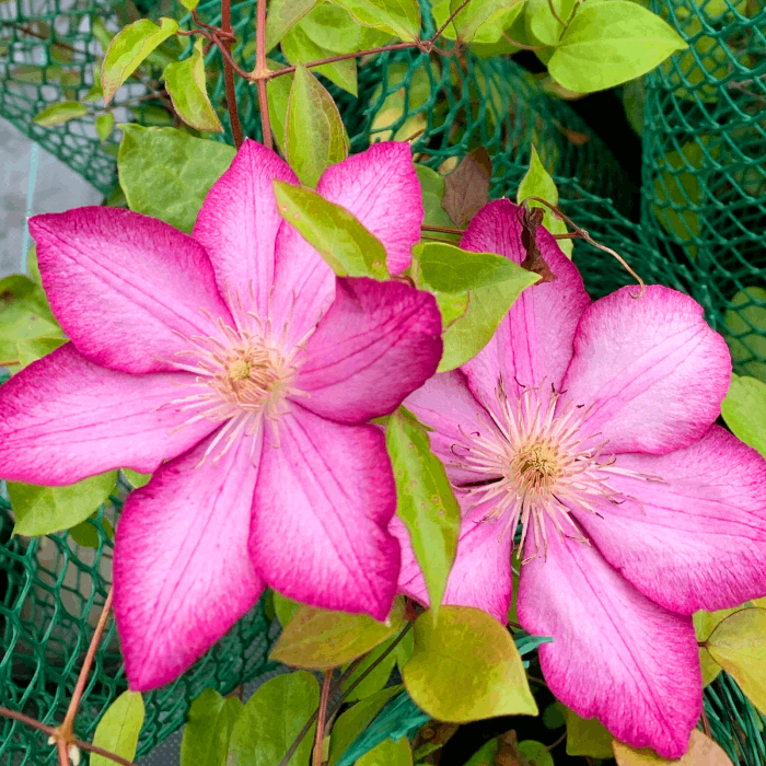 Саджанці Клематиса Ліберті (Clematis Liberty) Р9, фото 1