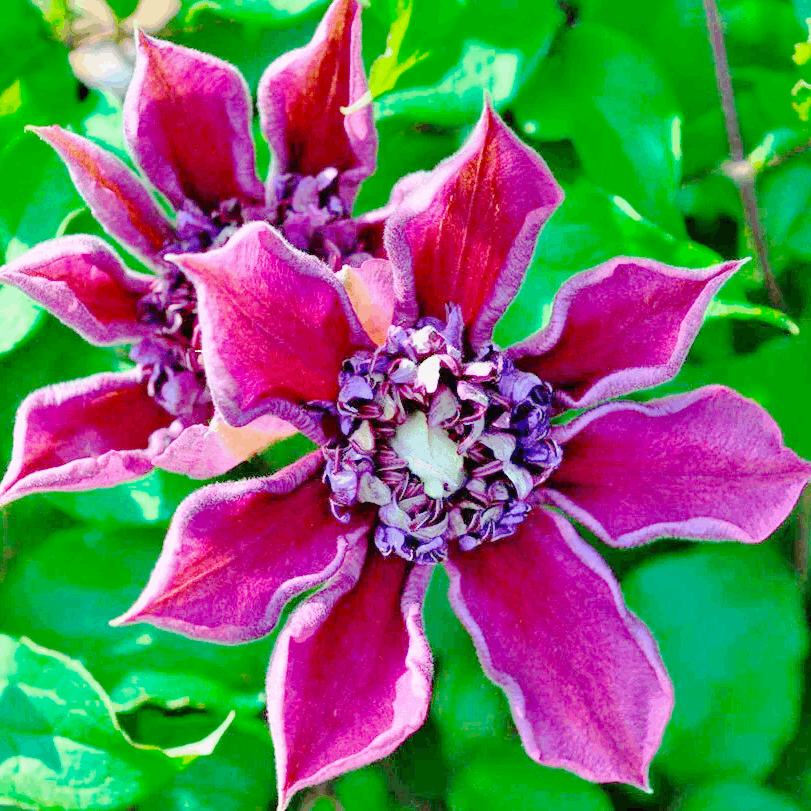 Саджанці Клематиса Темптейшн (Clematis Temptation) Р9, фото 1